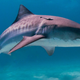 A tiger shark in the Bahamas.